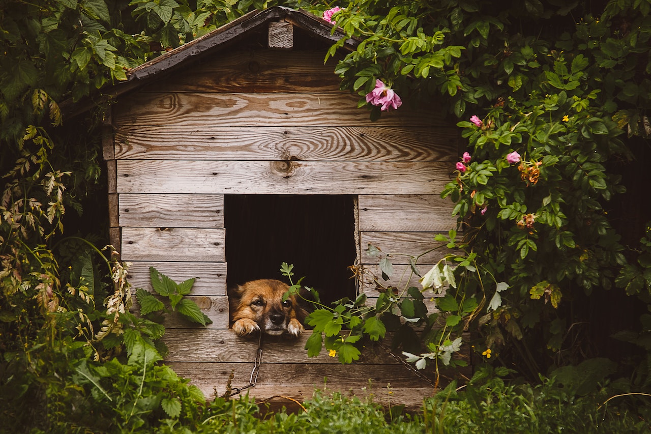 Why Investing In A High-quality Dog Kennel Is Worth It In The Long Run 